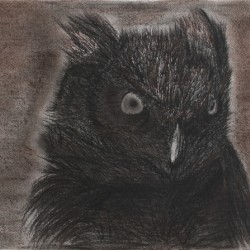 Owl 1